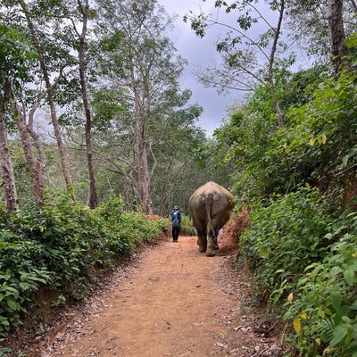 ETHICAL ELEPHANT EXPERIENCE (från Phuket)