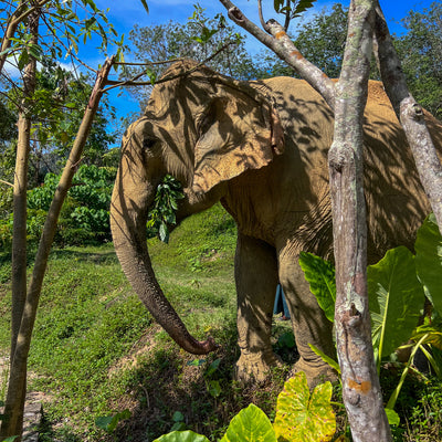 ETHICAL ELEPHANT EXPERIENCE (från Phuket)