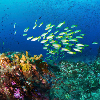 PHI PHI - Snorkelsafari och Ötur (från Phuket)