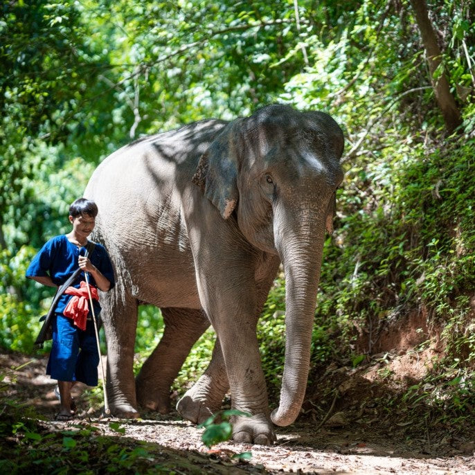 ETHICAL ELEPHANT PARK (from Khao Lak)