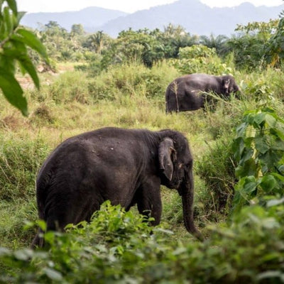 ELEFANTTIPUISTO (Khao Lakista)