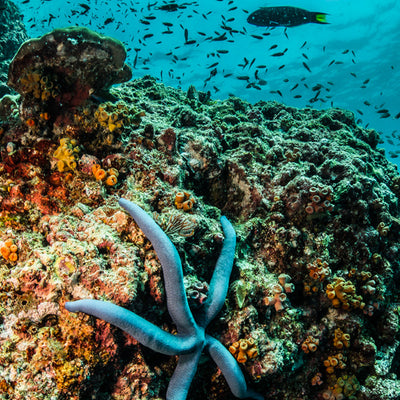 HALF DAY - Diving Trip (from Khao Lak)