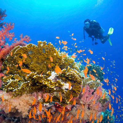 SUKELLUSSAFARI 5 PÄIVÄÄ/ 4 YÖTÄ – Similan, Koh Bon, Tachai, Surin & Richelieu Rock - M/V Andaman Queen